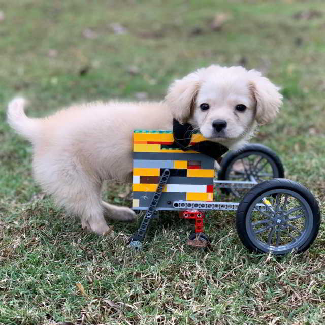 Маленький мальчик самостоятельно сделал из конструктора Лего коляску для щенка с инвалидностью 20