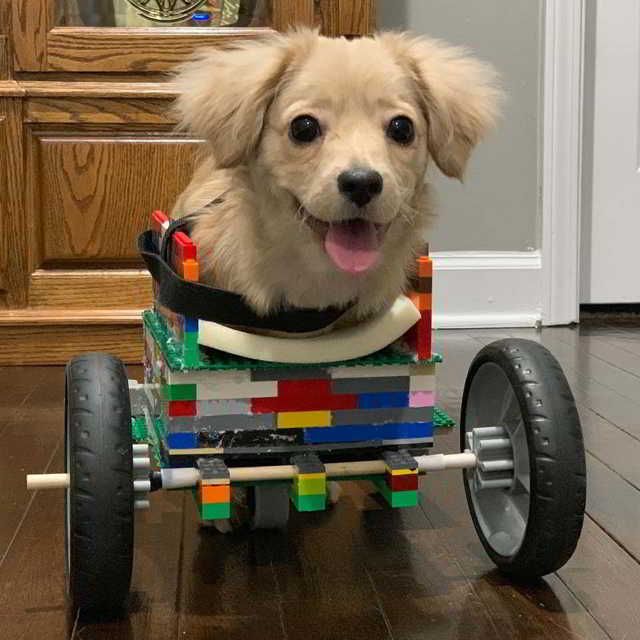 Маленький мальчик самостоятельно сделал из конструктора Лего коляску для щенка с инвалидностью 22