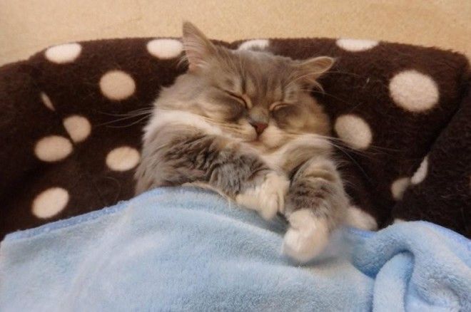 Уютные котики спят в кроватях как люди. Лучший флешмоб из Японии 34