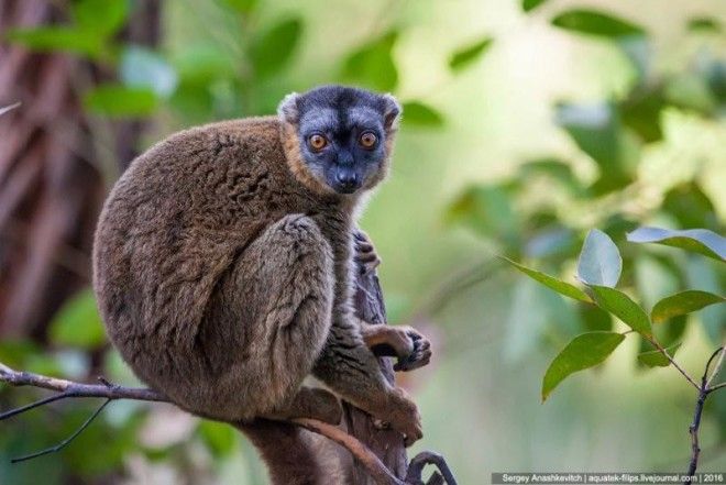 То, зачем тысячи туристов едут на Мадагаскар 59