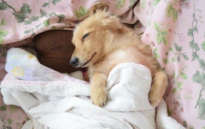 Уютные котики спят в кроватях как люди. Лучший флешмоб из Японии 35