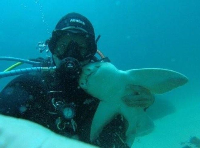 Завидев этого человека, акула каждый раз подплывает, чтобы обняться с ним (8 фото) 24