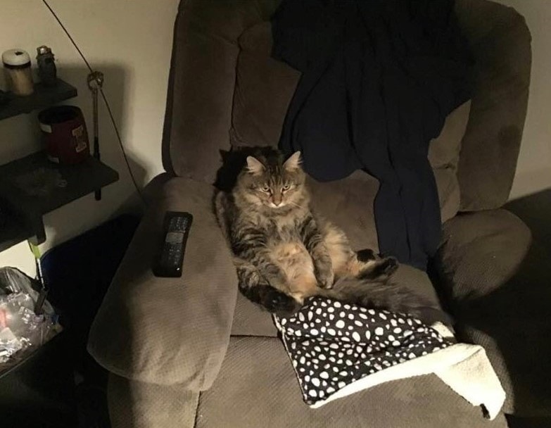 Пользователи сети показали своих котов, сидящих в странной позе. И получается у них это очень по-человечески 64