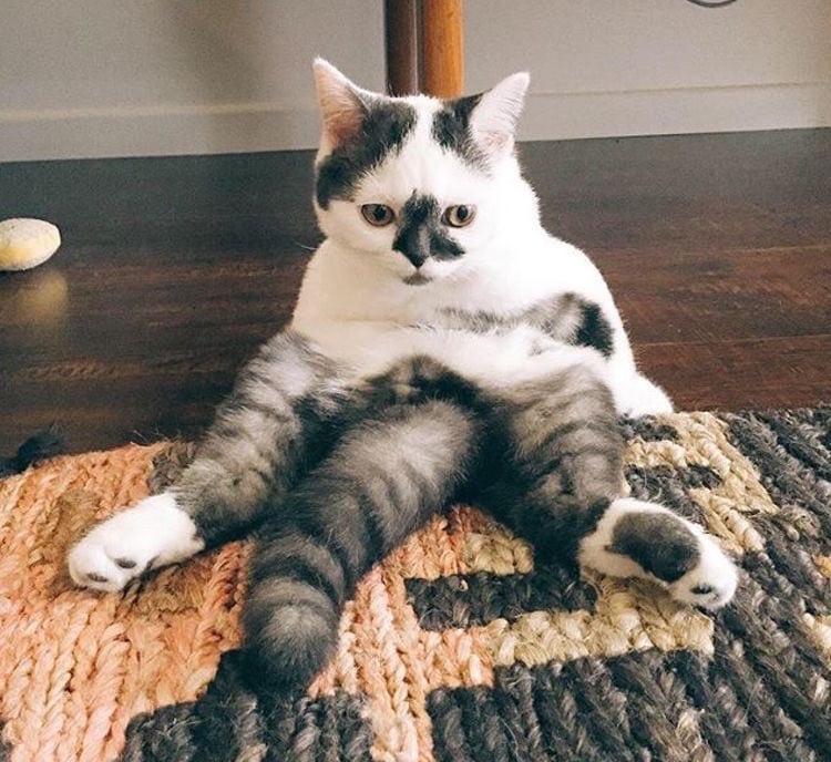 Пользователи сети показали своих котов, сидящих в странной позе. И получается у них это очень по-человечески 72