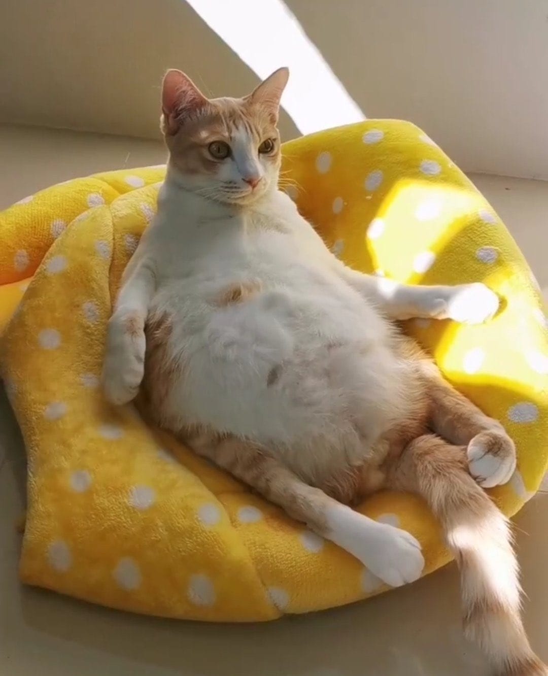 Пользователи сети показали своих котов, сидящих в странной позе. И получается у них это очень по-человечески 74