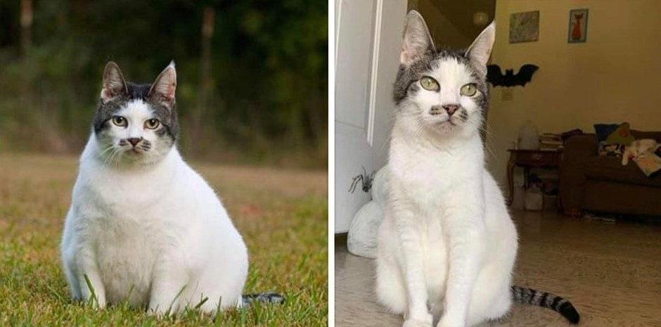 15 похудевших котов, которым удалось взять себя в лапы и победить пушистую кость 60