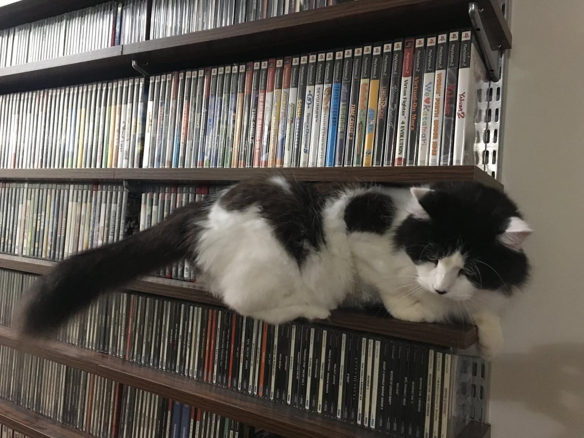 В сети пытаются найти кота на фото с книжной полкой. Оказалось, что пушистый выбрал классическое кошачье место 48