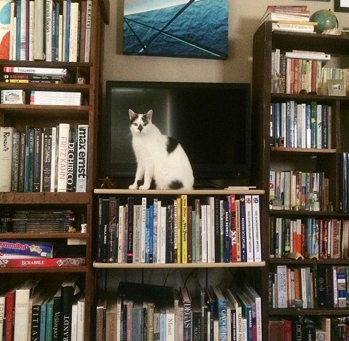 В сети пытаются найти кота на фото с книжной полкой. Оказалось, что пушистый выбрал классическое кошачье место 49
