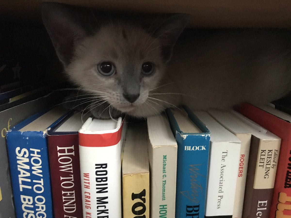 В сети пытаются найти кота на фото с книжной полкой. Оказалось, что пушистый выбрал классическое кошачье место 51