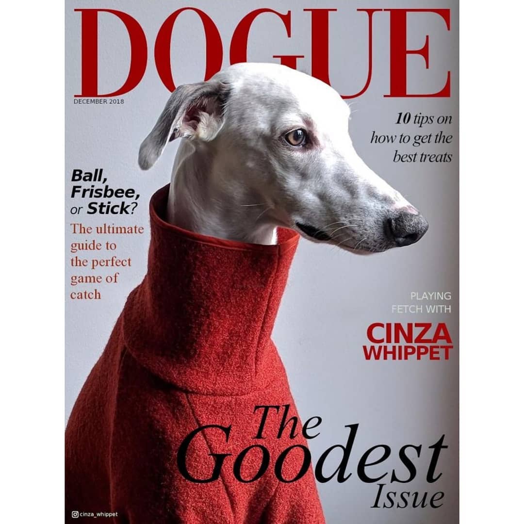 Хозяева собак превратили журнал Vogue в Dogue. И теперь в тренде виляющий хвост и мокрый носик 47