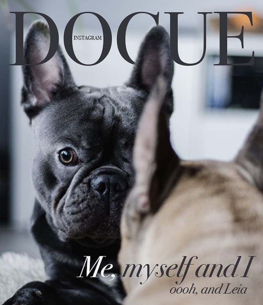 Хозяева собак превратили журнал Vogue в Dogue. И теперь в тренде виляющий хвост и мокрый носик 49
