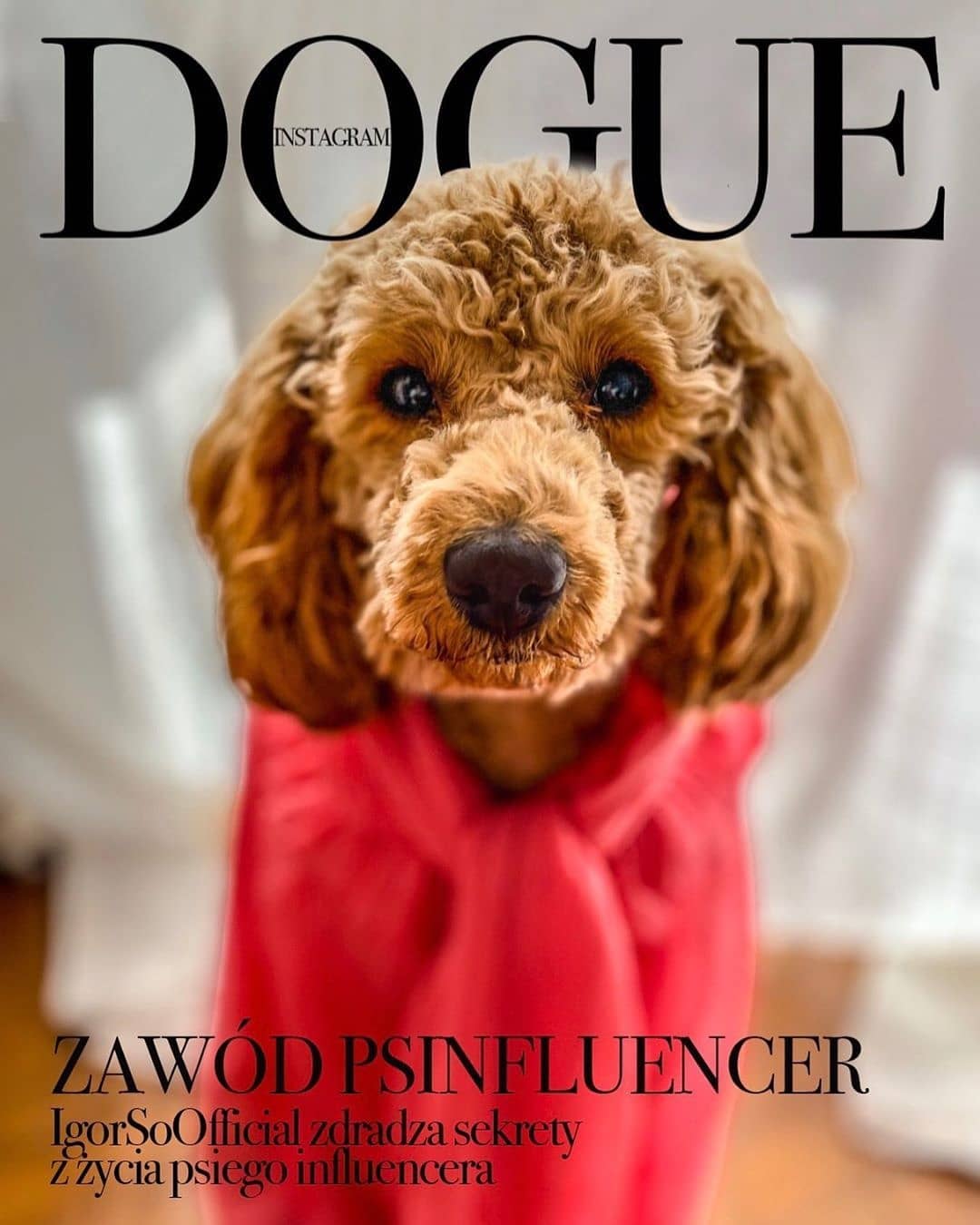 Хозяева собак превратили журнал Vogue в Dogue. И теперь в тренде виляющий хвост и мокрый носик 50