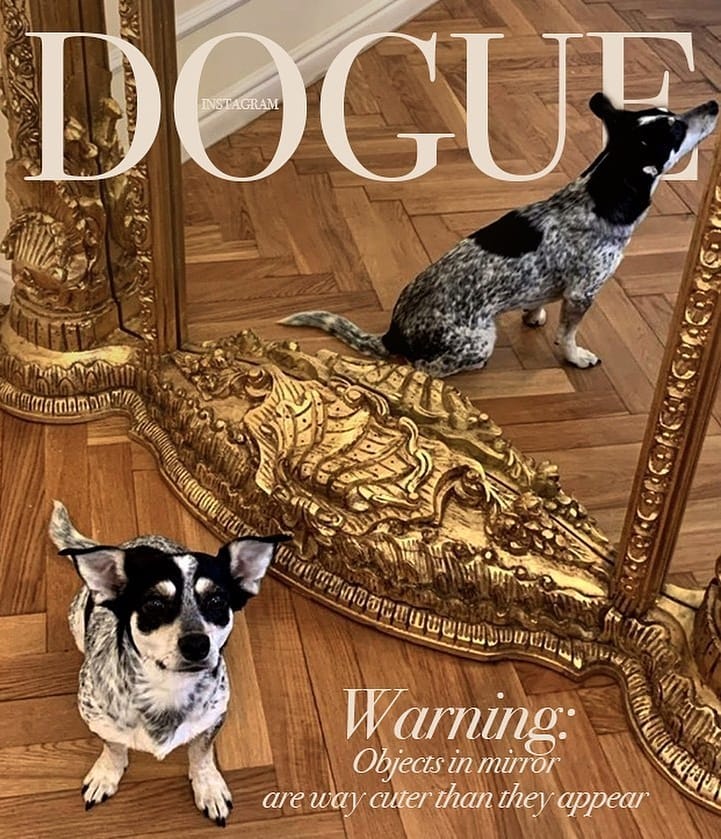 Хозяева собак превратили журнал Vogue в Dogue. И теперь в тренде виляющий хвост и мокрый носик 51