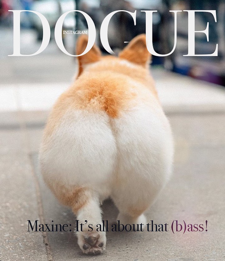Хозяева собак превратили журнал Vogue в Dogue. И теперь в тренде виляющий хвост и мокрый носик 52