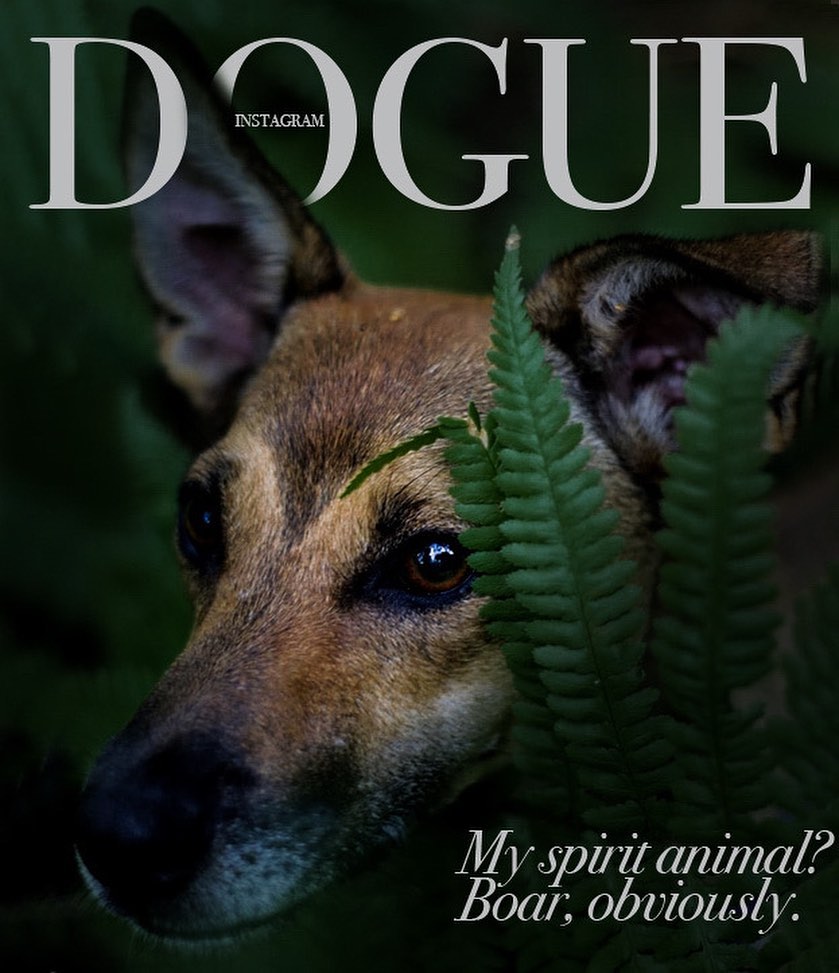 Хозяева собак превратили журнал Vogue в Dogue. И теперь в тренде виляющий хвост и мокрый носик 46