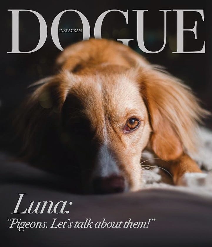 Хозяева собак превратили журнал Vogue в Dogue. И теперь в тренде виляющий хвост и мокрый носик 53