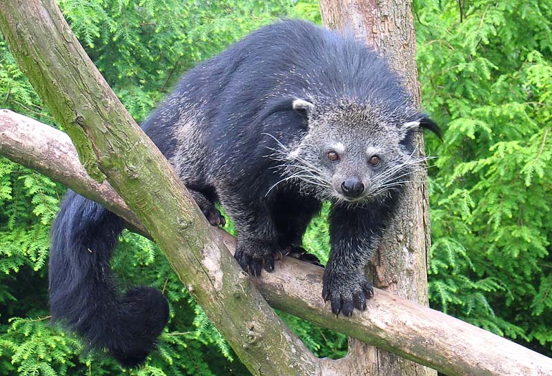 16 фотографий бинтуронгов — «кошачьих медведей» из Азии, которые лазают по деревьям и пахнут попкорном 49