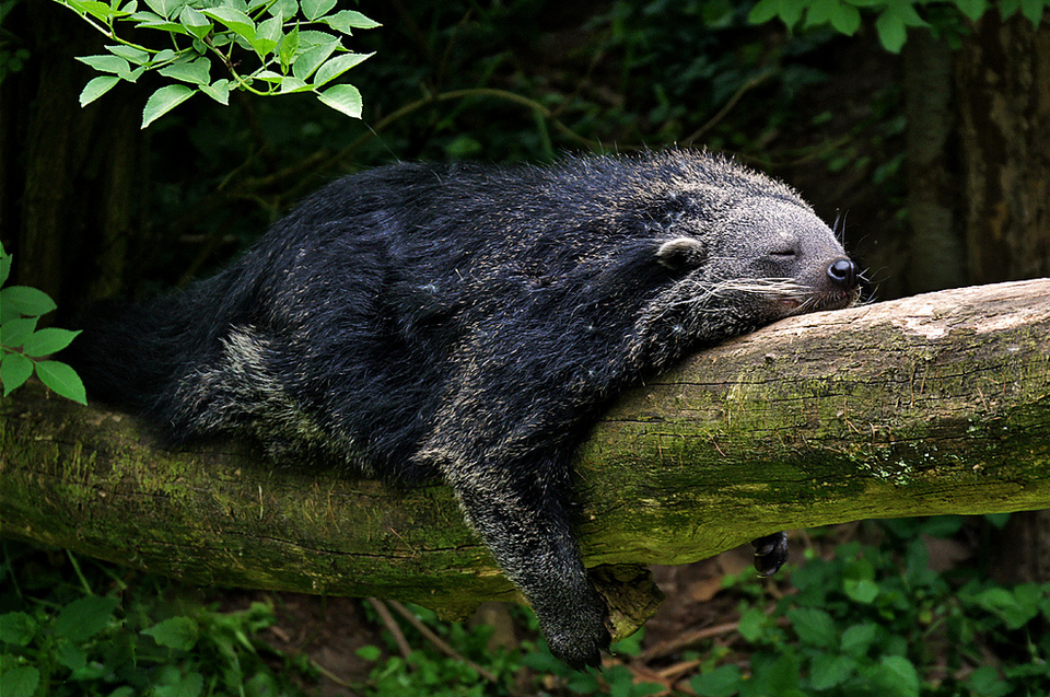 16 фотографий бинтуронгов — «кошачьих медведей» из Азии, которые лазают по деревьям и пахнут попкорном 52