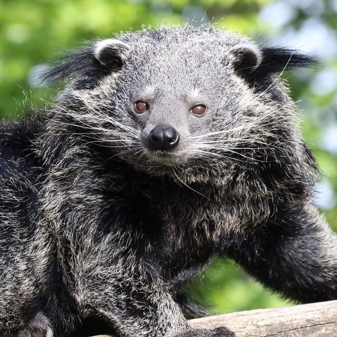 16 фотографий бинтуронгов — «кошачьих медведей» из Азии, которые лазают по деревьям и пахнут попкорном 57