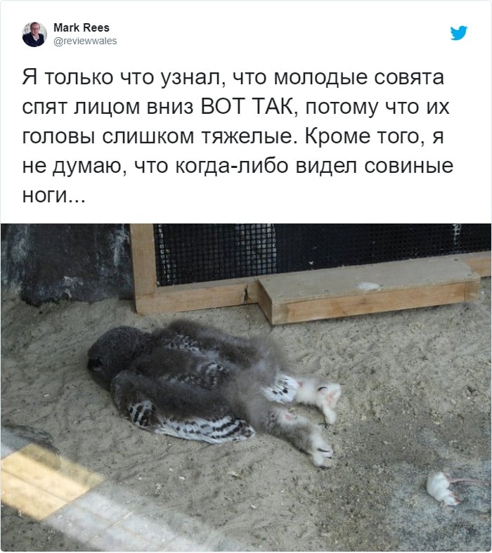 Пользователи сети обнаружили, что совята спят лицом вниз, и их фотографии — олицетворение конца рабочего дня 31