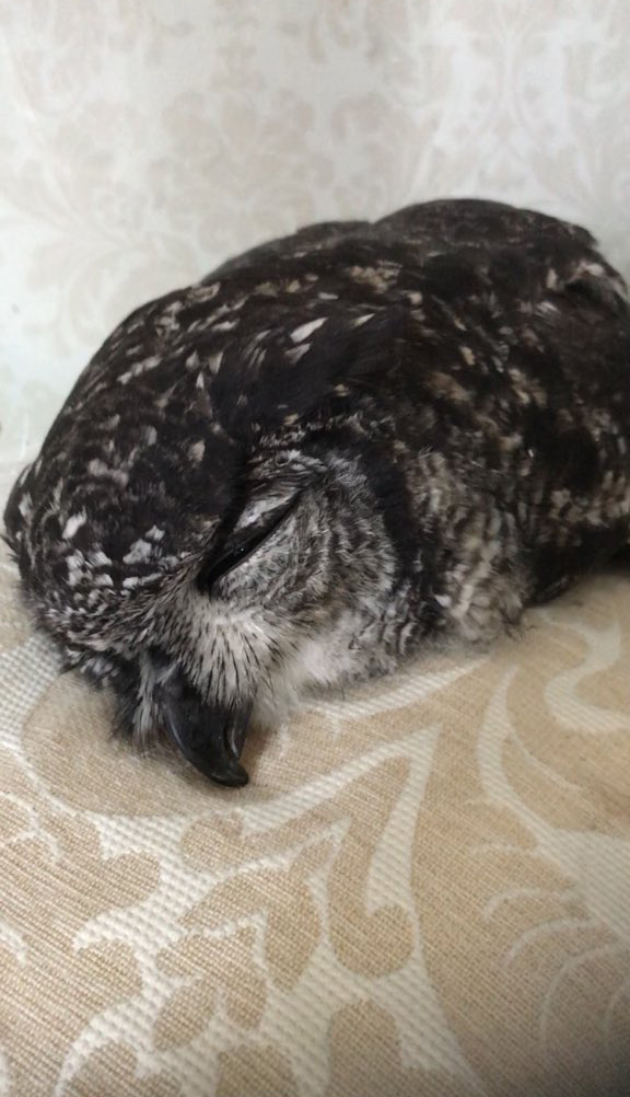 Пользователи сети обнаружили, что совята спят лицом вниз, и их фотографии — олицетворение конца рабочего дня 34