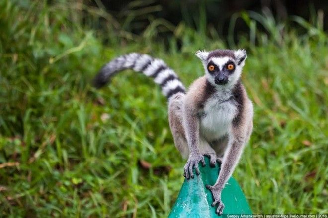 То, зачем тысячи туристов едут на Мадагаскар 61