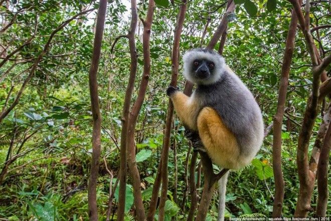 То, зачем тысячи туристов едут на Мадагаскар 63
