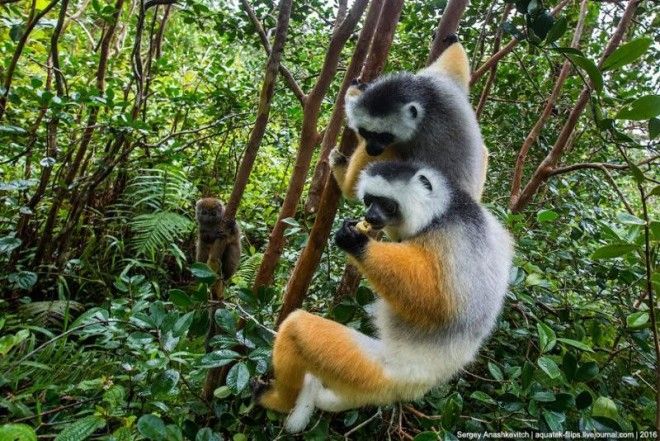 То, зачем тысячи туристов едут на Мадагаскар 65