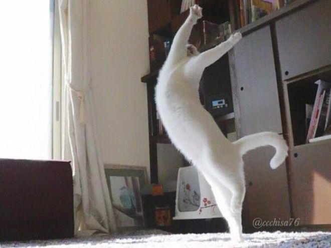 Эта кошка танцует так, будто никто ее не видит 31