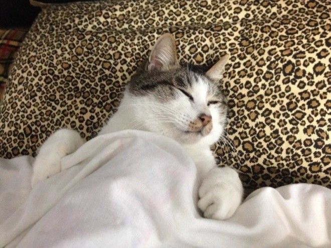 Уютные котики спят в кроватях как люди. Лучший флешмоб из Японии 28