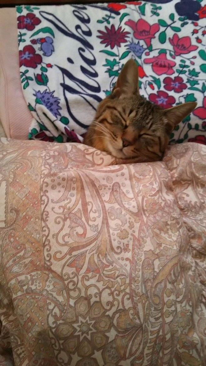 Уютные котики спят в кроватях как люди. Лучший флешмоб из Японии 29