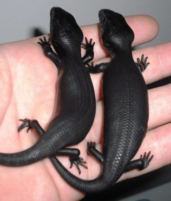 20 животных, которых вы никогда не видели чёрными 40