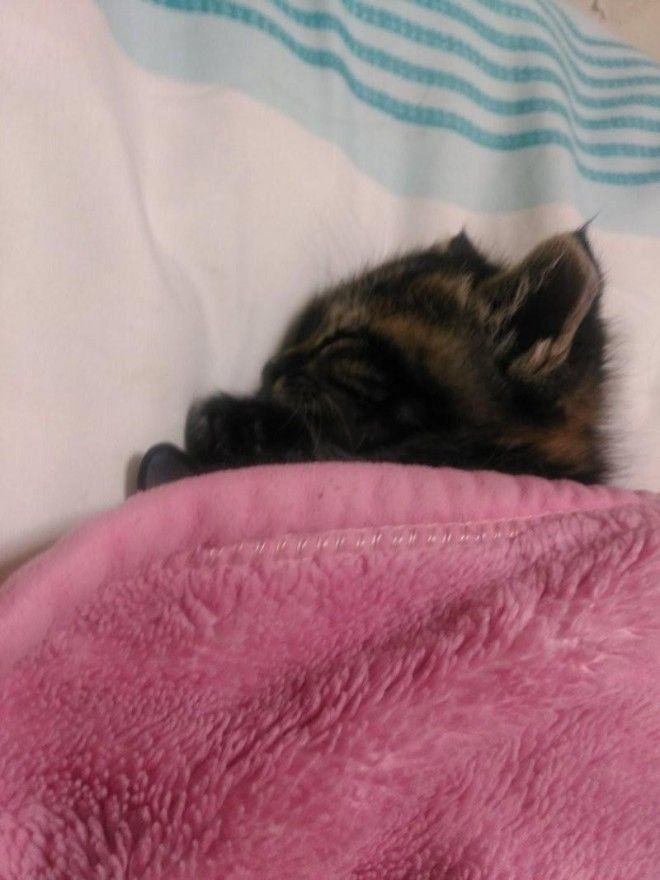 Уютные котики спят в кроватях как люди. Лучший флешмоб из Японии 30