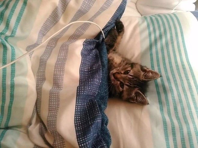 Уютные котики спят в кроватях как люди. Лучший флешмоб из Японии 31