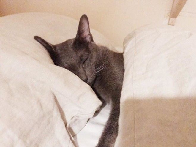 Уютные котики спят в кроватях как люди. Лучший флешмоб из Японии 32