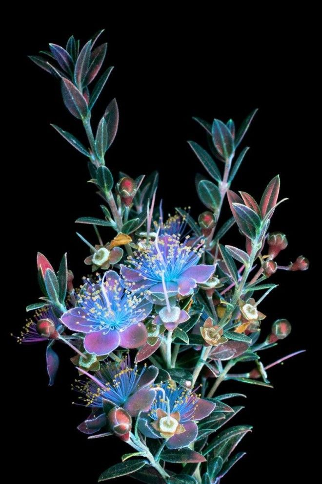 Ослепительные фотографии цветов, освещённых ультрафиолетом 31
