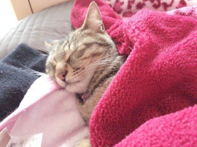 Уютные котики спят в кроватях как люди. Лучший флешмоб из Японии 33