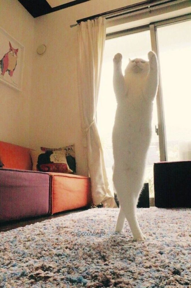 Эта кошка танцует так, будто никто ее не видит 25