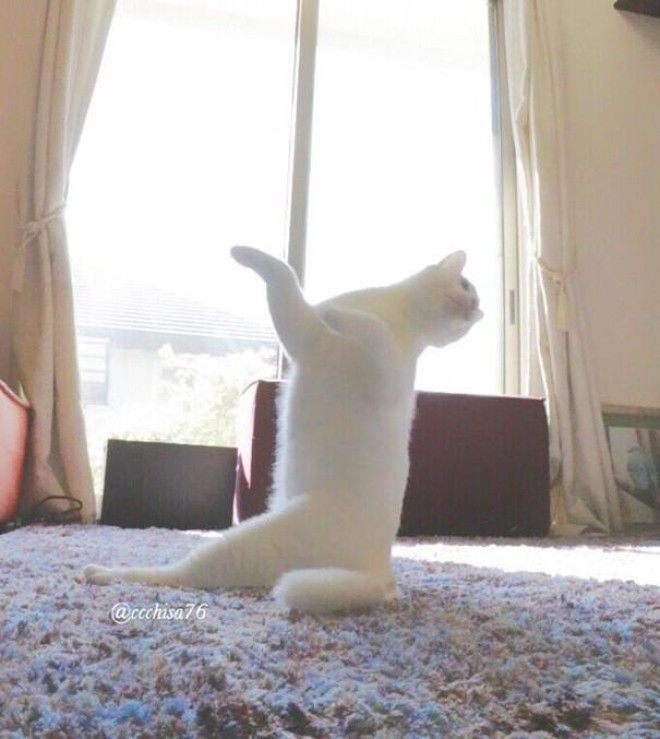 Эта кошка танцует так, будто никто ее не видит 32