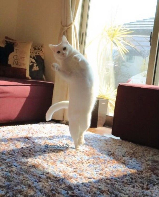 Эта кошка танцует так, будто никто ее не видит 29