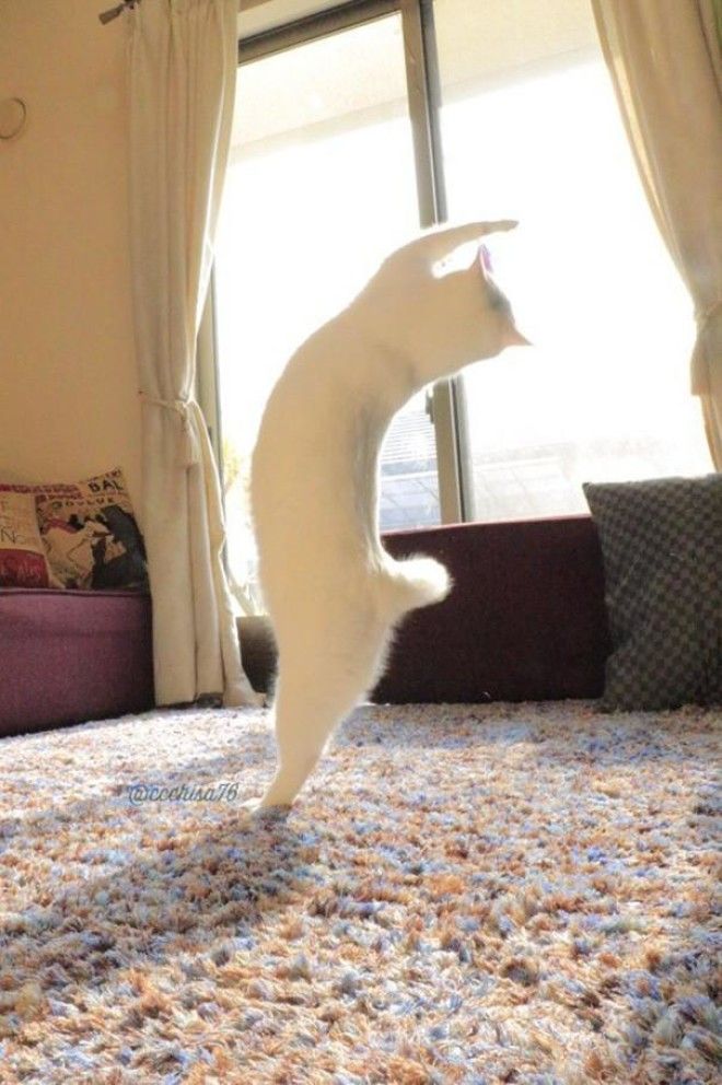 Эта кошка танцует так, будто никто ее не видит 26