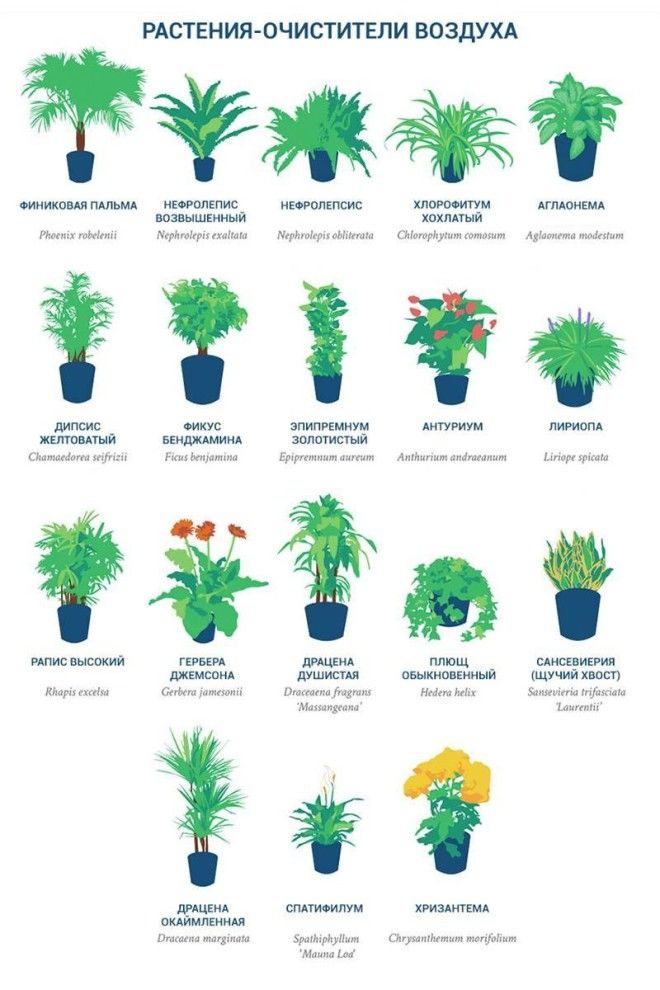 NASA опубликовала список растений, которые являются чемпионами по очищению воздуха в доме 4