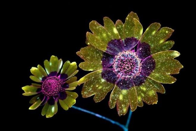 Ослепительные фотографии цветов, освещённых ультрафиолетом 25