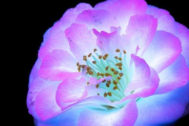 Ослепительные фотографии цветов, освещённых ультрафиолетом 27