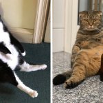 Пользователи сети показали своих котов, сидящих в странной позе. И получается у них это очень по-человечески