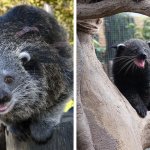 16 фотографий бинтуронгов — «кошачьих медведей» из Азии, которые лазают по деревьям и пахнут попкорном