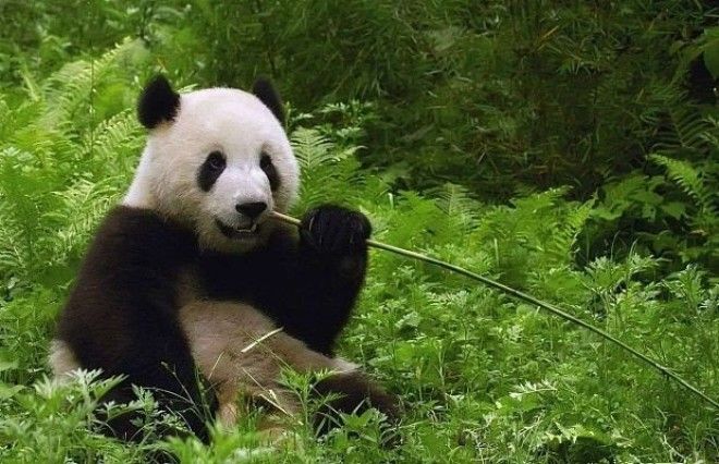 Почему панды не чёрно-белые? 7