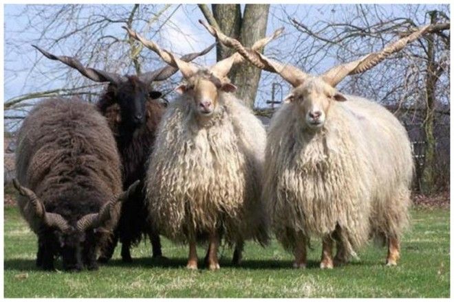 Порода овец Рацка отличаются своими винтообразными рогами длиной около 7080 см интересное красота природа рога флора