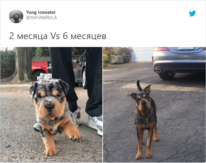 Пользователи сети показали, как выросли их собаки, превратившись из маленьких щеночков в здоровенных коняшек 86