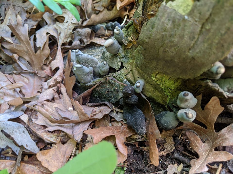 Девушка нашла в парке нечто жуткое. Оказалось, это грибы «Пальцы мертвеца», и их вид может довести до инфаркта 19